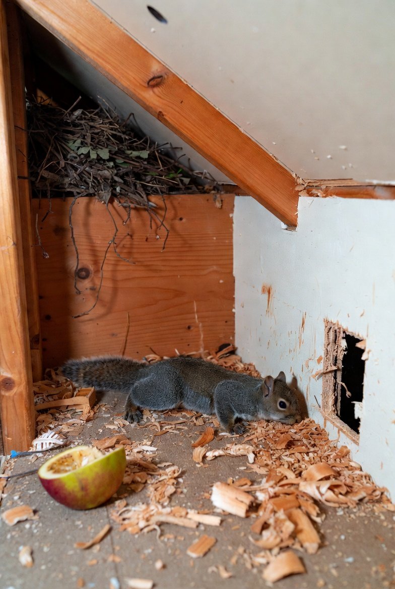 signs that point towards squarrel