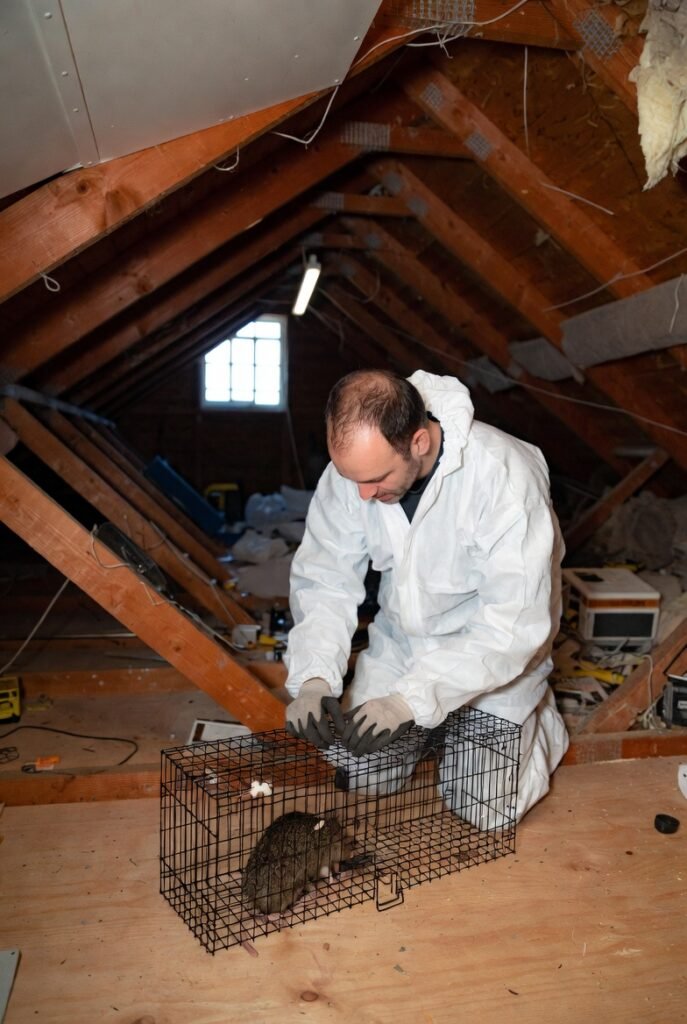 pest control attic entry points roof vent soffit fascia