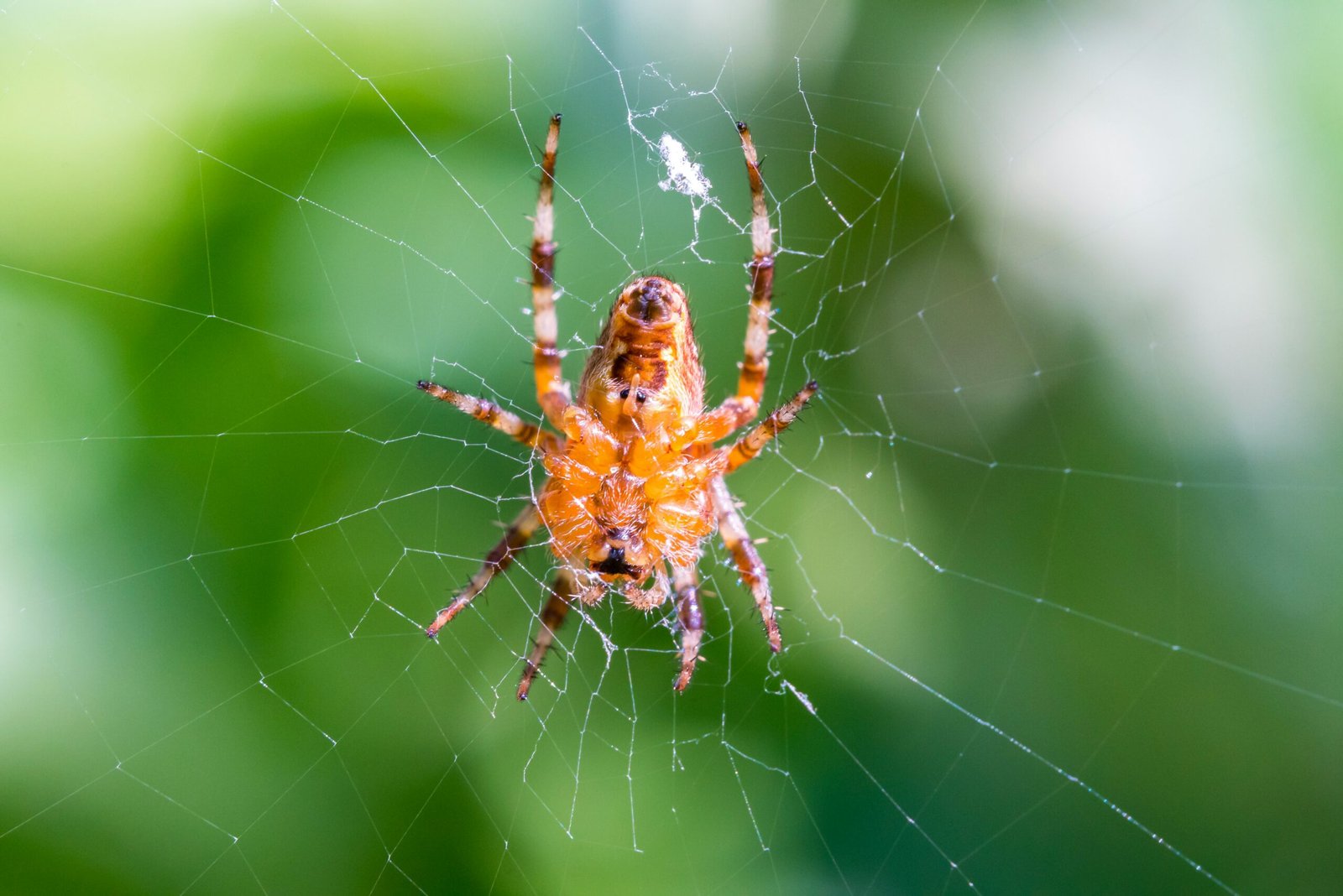 Spider Pest Control: