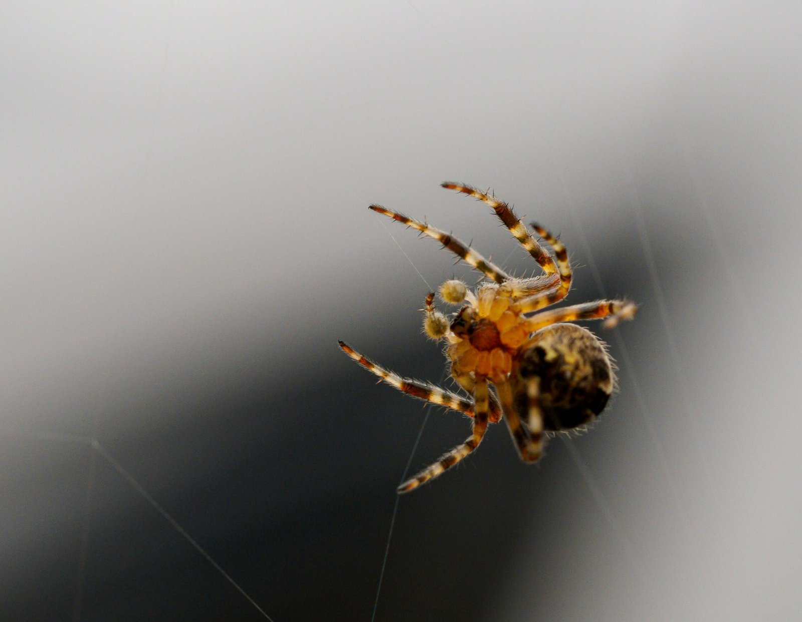 When to Call a Professional, Real Costs, and What Treatment Actually